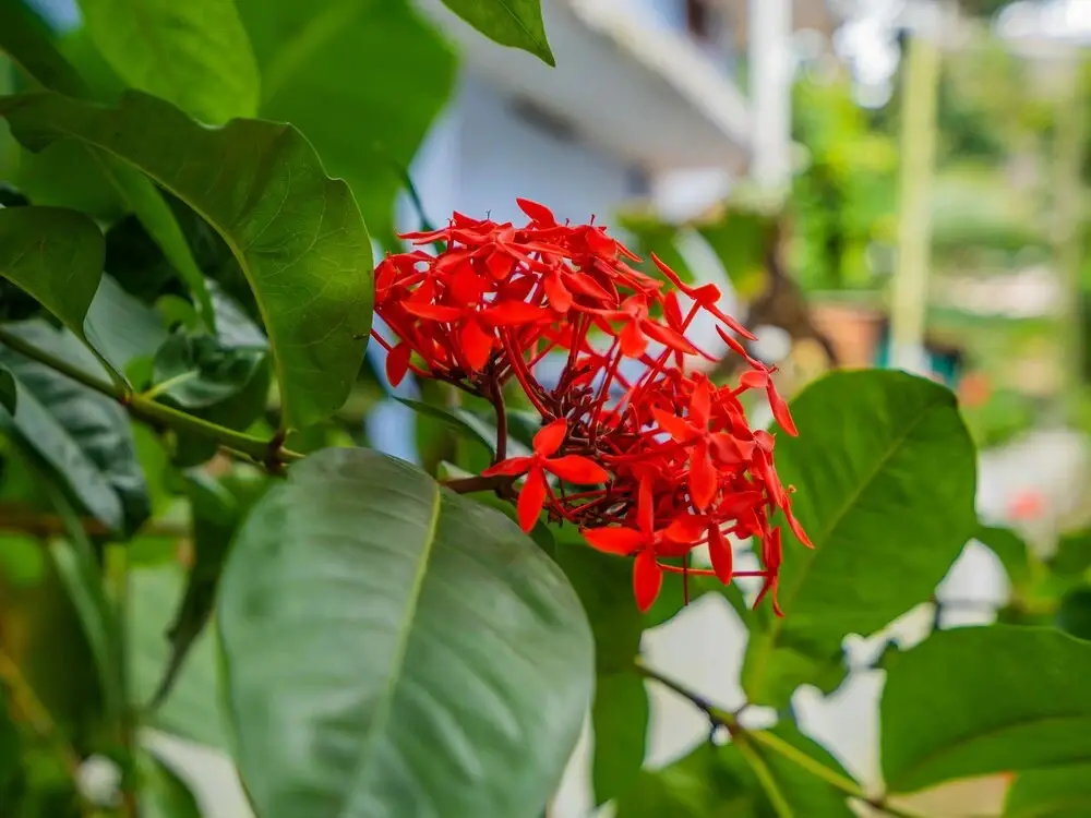 Эрамаллур: OYO 14172 Home Green View Ernakulam Medical Centre