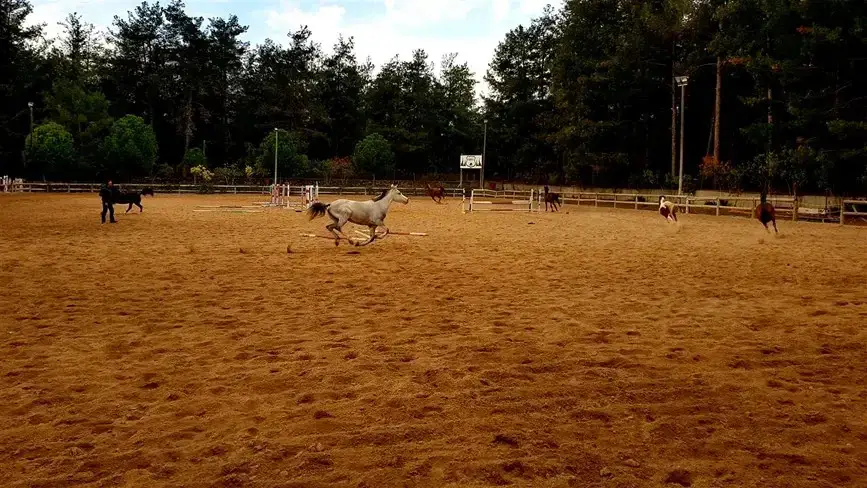 Дёшемеалты: Orfe Atli Spor Kulübü