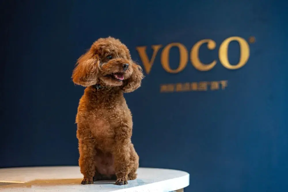 Нанкин: voco Nanjing Garden Expo, an IHG Hotel