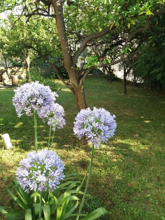 Херцег-Нови: Guest House Topla