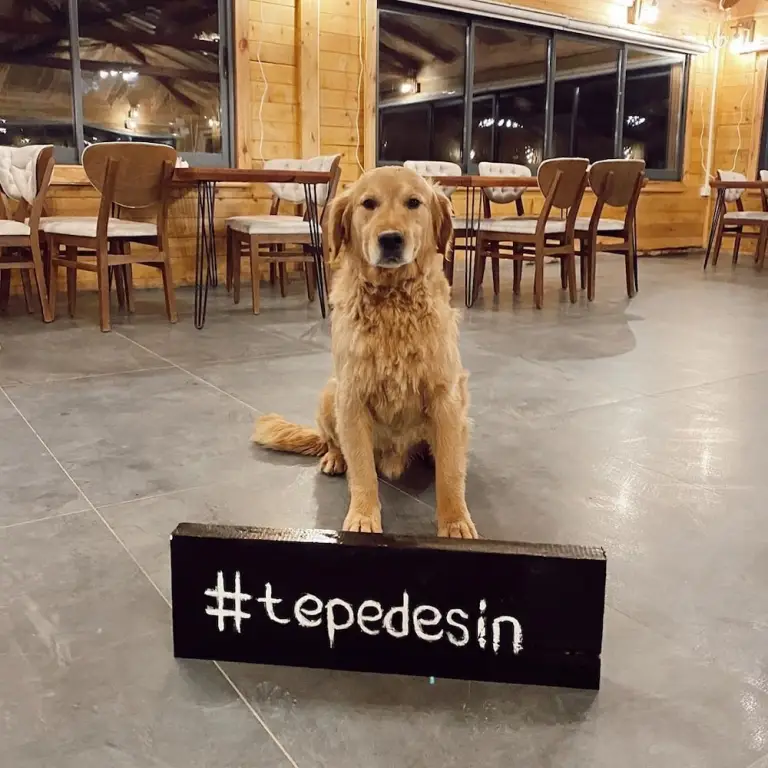 Ардешен: Tepedebiyer Restoran & Bungalov