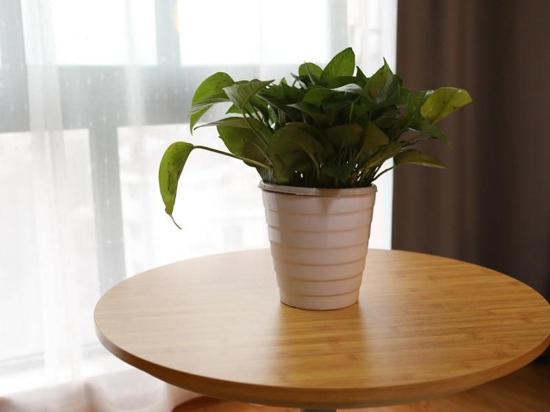 Ханчжоу: Vatica Hangzhou Linan Qianwang Street Hotel