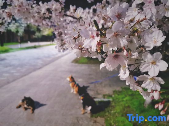 Цзясинь: Blossom Hill Yuejingzhuang Hotel