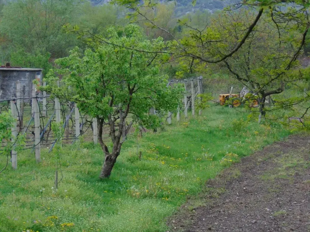 Вирпазар: Studio and winery Kalimut