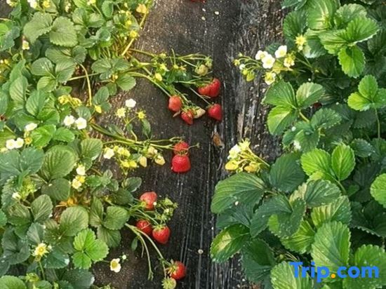 Тяньцзинь: Panshan Hengda Villa B&B