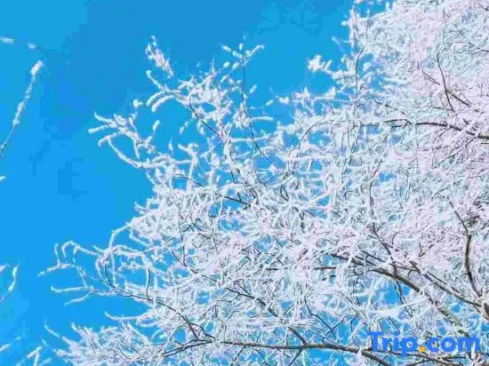 Харбин: Fall in love with snow Inn
