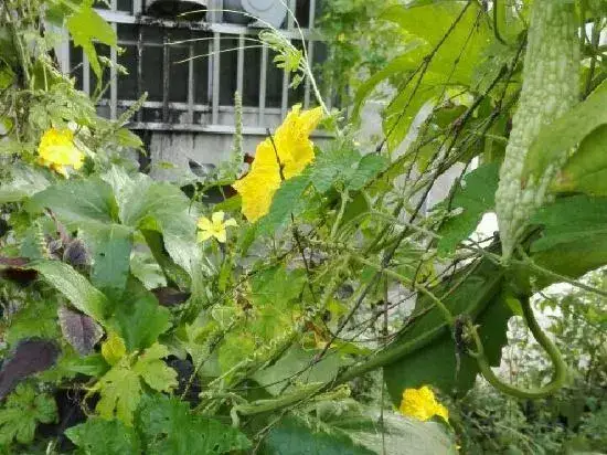 Чжанцзяцзе: Natural Renjia Inn