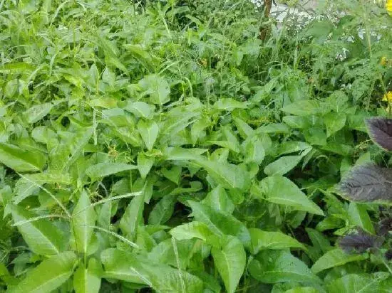 Чжанцзяцзе: Natural Renjia Inn