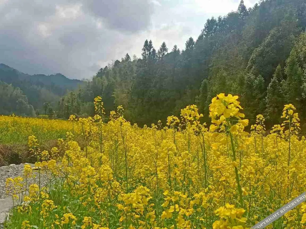 Шанграо: Qian Xun •Likenggengduchuanjia