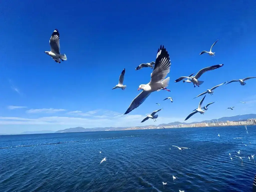 Дали: Dali Fuhai Seaview House