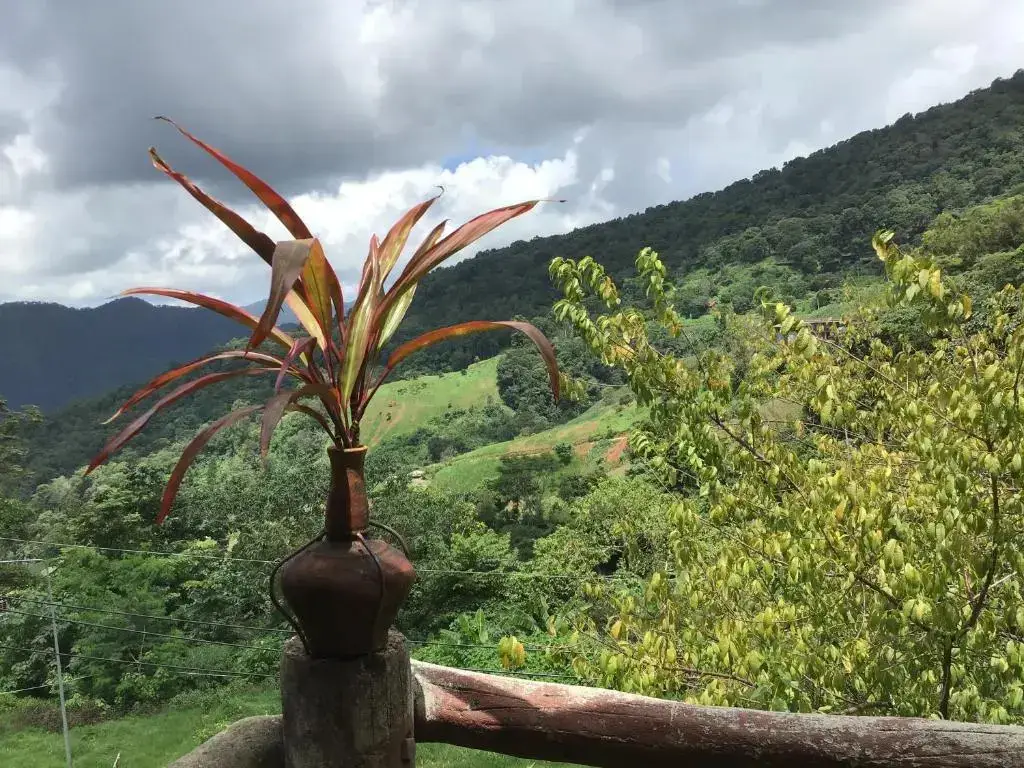 Тап-Тао: Phu Plai Fah
