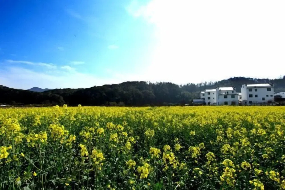 Шанграо: Wuyuan springfield room home stay facility