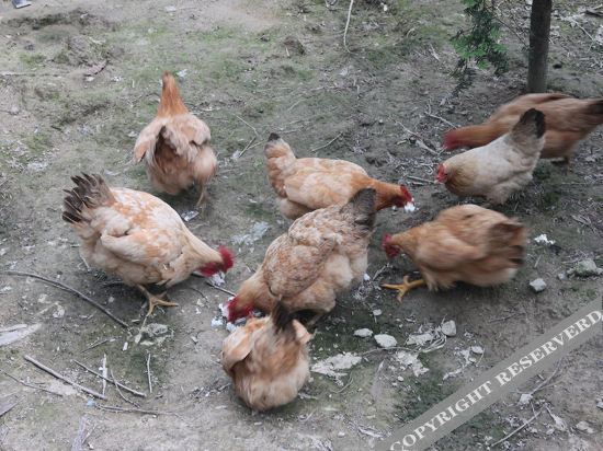 Ханчжоу: Hangzhou Laoding Farmhouse