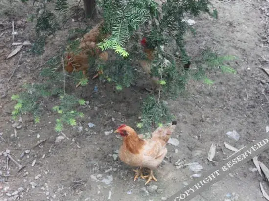 Hangzhou Laoding Farmhouse — фото 1