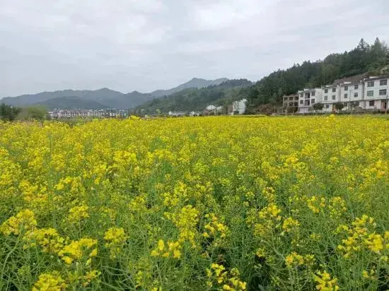 Уюань: Wuyuan Wanling Inn (Jiangwan Scenic Area)