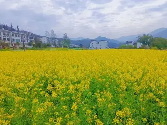 Уюань: Wuyuan Wanling Inn (Jiangwan Scenic Area)