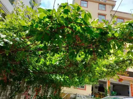 Мокси: Hailuogou Heyue Garden Hotel