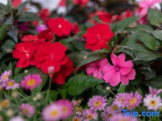 Лицзян: Xingyue Yunqi View Guesthouse
