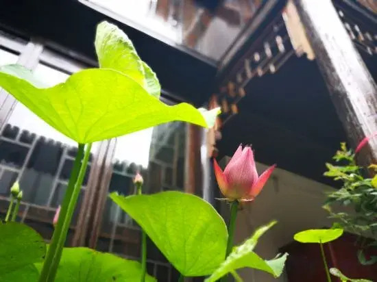 Шанхай: Yizai Qingyun Chinese-style Courtyard