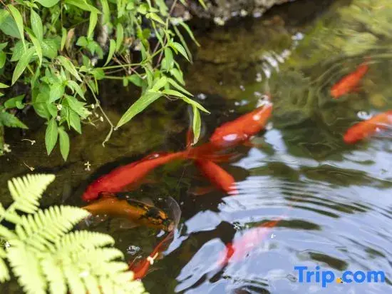 Чичжоу: Jiuhuashan Xin'an Xingxuan Homestay (Meat Body Palace Branch)