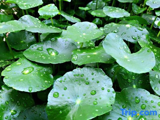 Тайчжоу: Rooftop Flower Stream Ink B&B