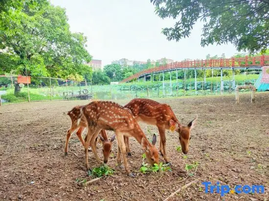 Дунгуань: Dongguan Bonsai Garden Parent-child RV Camp