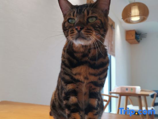 Шанхай: Shanghai   Dawuli Cat Garden Hotel
