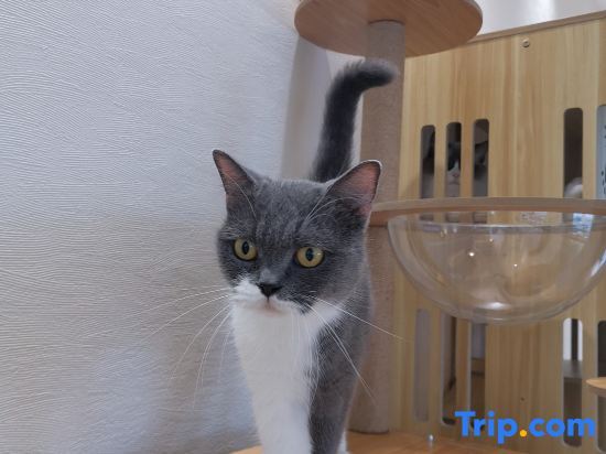 Шанхай: Shanghai   Dawuli Cat Garden Hotel