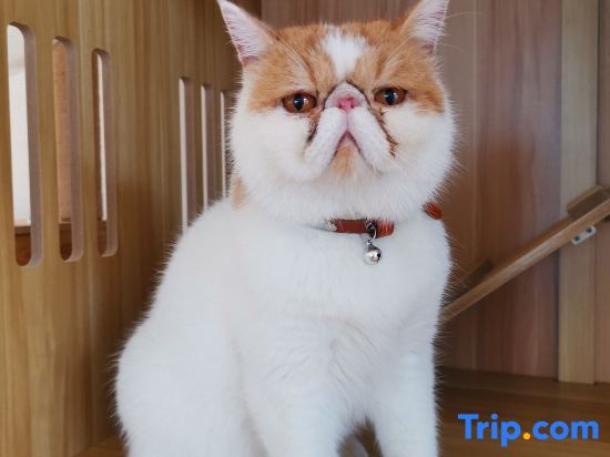 Шанхай: Shanghai   Dawuli Cat Garden Hotel