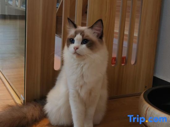 Шанхай: Shanghai   Dawuli Cat Garden Hotel