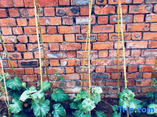 Нанкин: Nanjing Tangshan Garden Hot Spring homestay