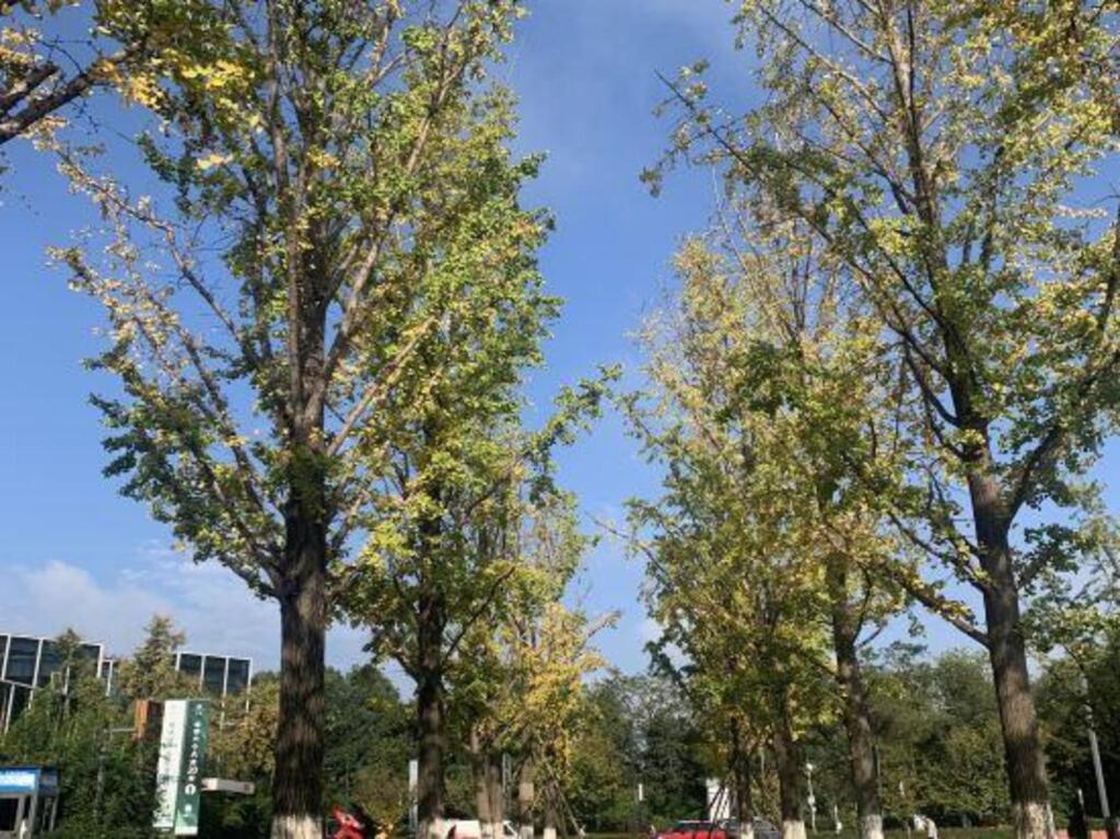 Чэнду: Lindao Holiday Inn