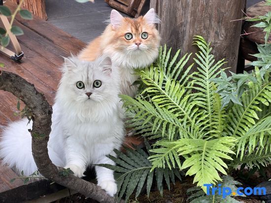Лицзян: Lijiang Ancient City Langxue Courtyard Cat Cafe Homestay (Dayan Ancient Town Branch)