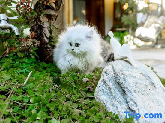 Лицзян: Lijiang Ancient City Langxue Courtyard Cat Cafe Homestay (Dayan Ancient Town Branch)