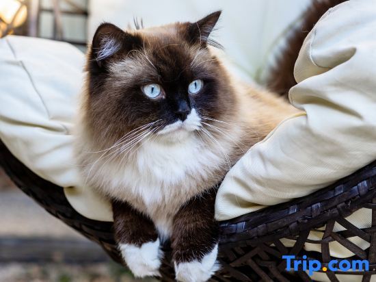 Лицзян: Lijiang Ancient City Langxue Courtyard Cat Cafe Homestay (Dayan Ancient Town Branch)