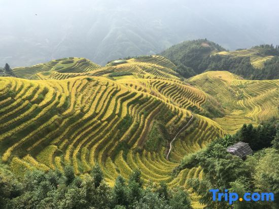 Longsheng: Longji Muyunju Boutique Homestay (Ping'an Zhuangzhai Seven Stars and Moon Viewing Point )
