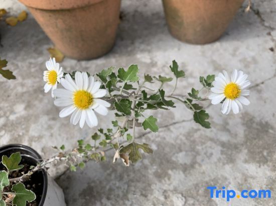 Цзюцзян: Shaoshan Xixi Homestay