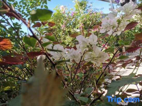 Нинджи: Haijie Diary Homestay