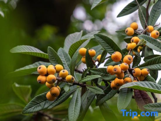 Хучжоу: Loquat tree hostel