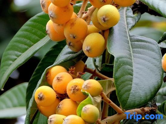 Хучжоу: Loquat tree hostel