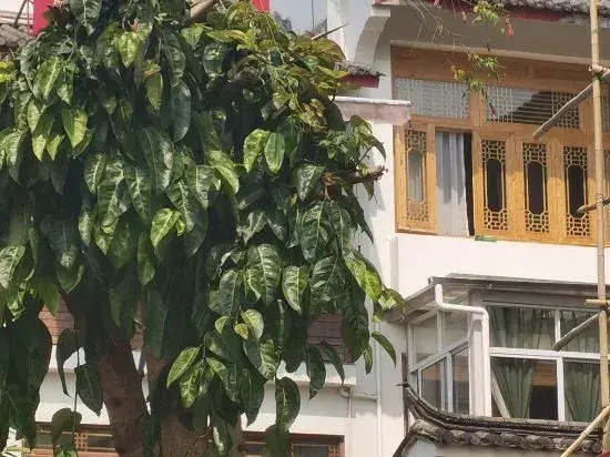 Баошань: Tengchong Jinshuiwan No.9 B&B