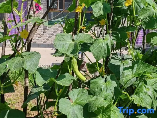 Пекин: Baili Shanshui Zhongxinyuan Homestay