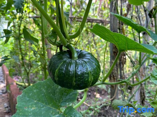 Ханчжоу: Lin'an Mishuyou Mountain Home stay (the Taihu Lake Lake Source Scenic Spot Store)