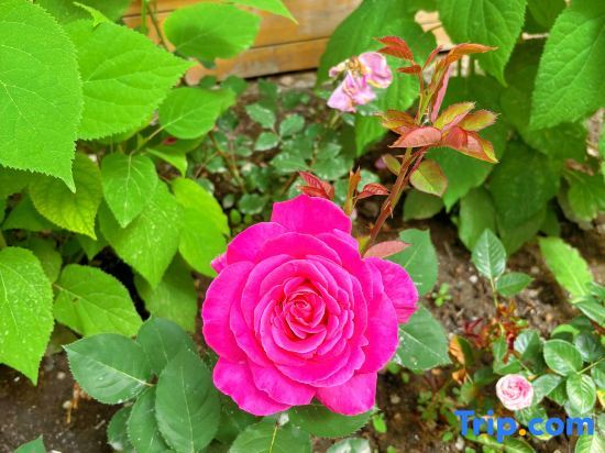 Текес: Turks Jingyuan Homestay (Lijie Branch)