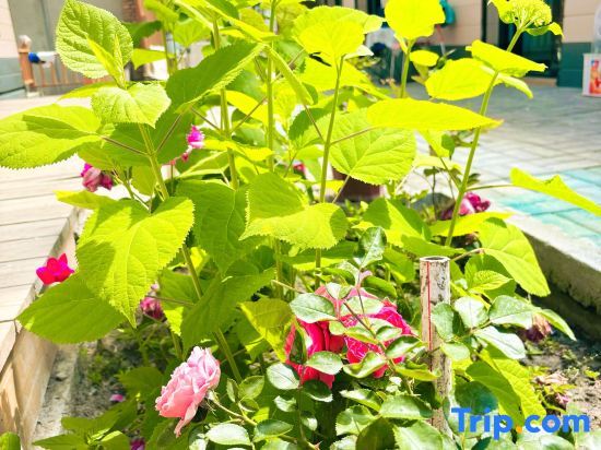Текес: Turks Jingyuan Homestay (Lijie Branch)