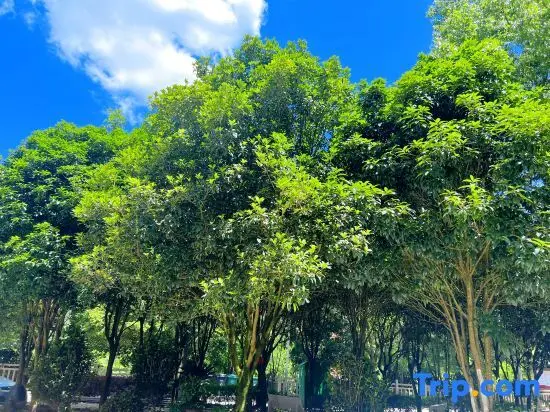Нинджи: Pingnan Warm House Homestay