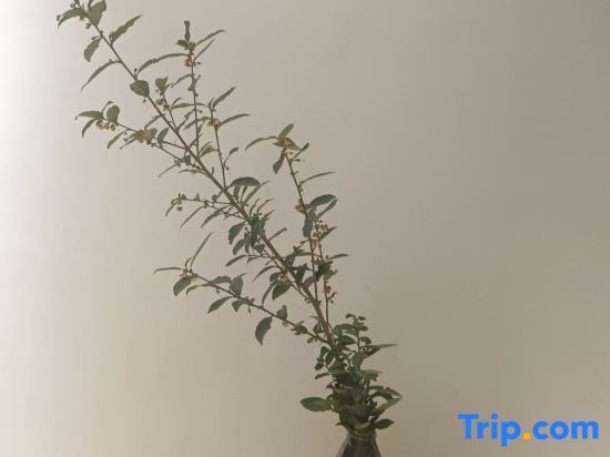 Вэньчжоу: Yandang Montain Quansheng Yanyu Homestay