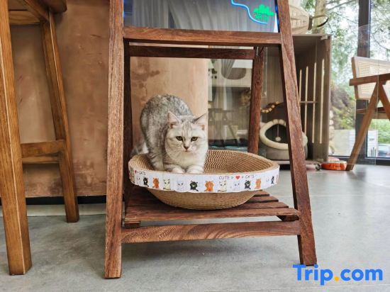Чэнду: Jingshan Zhidu Forest Hot Spring B&B (Qingcheng Back Mountain Scenic Area Branch)