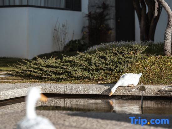 Дали: Dali Yungu Park Garden Homestay (Bohai Swan Ecological Corridor)