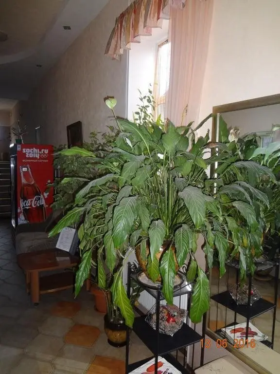 Астрахань: Hotel Dama s Sobach'koy